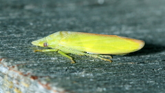 Reuplemmeles hobartensis