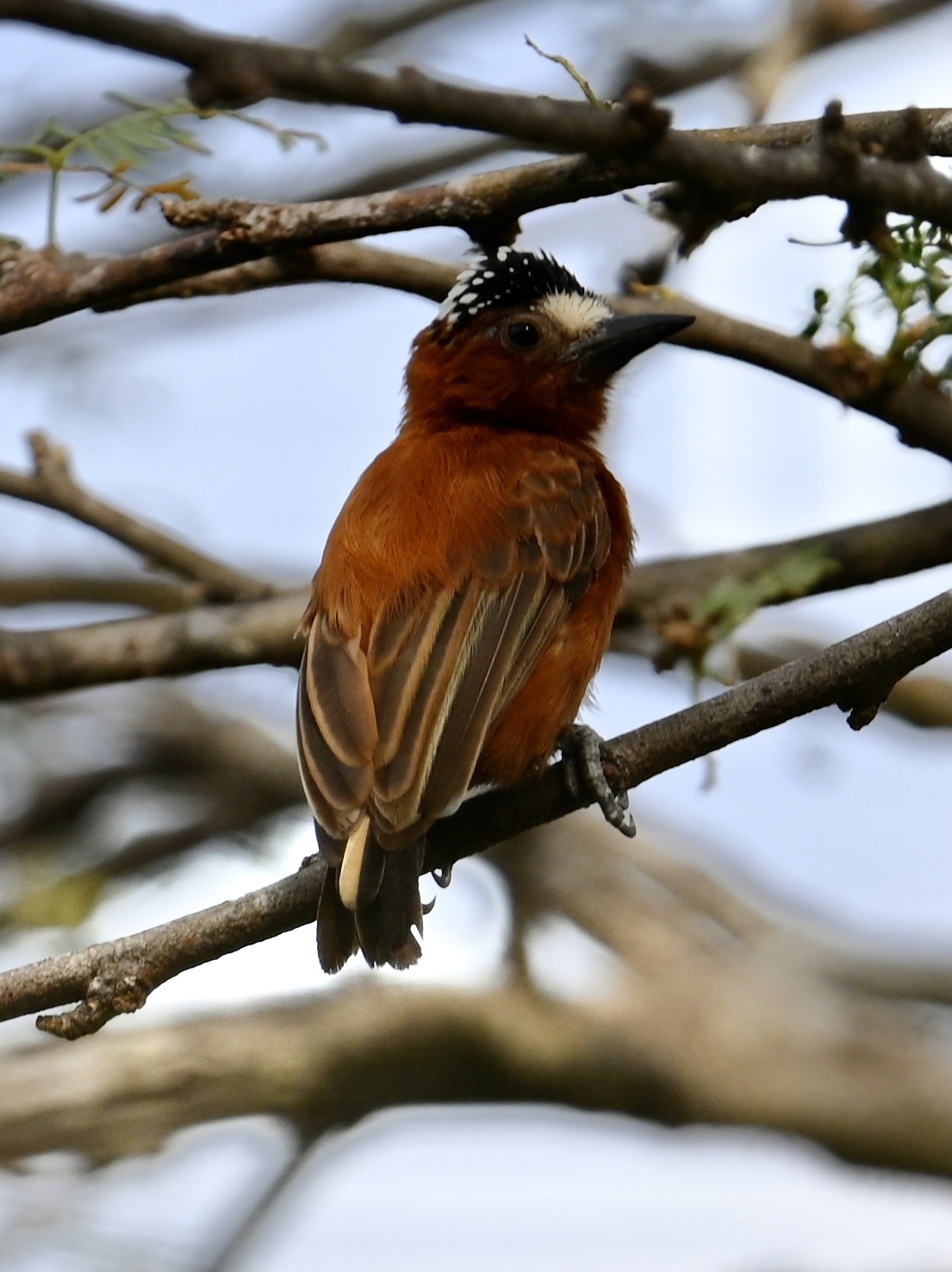 Chestnut Piculet (Picumnus cinnamomeus), photo 4