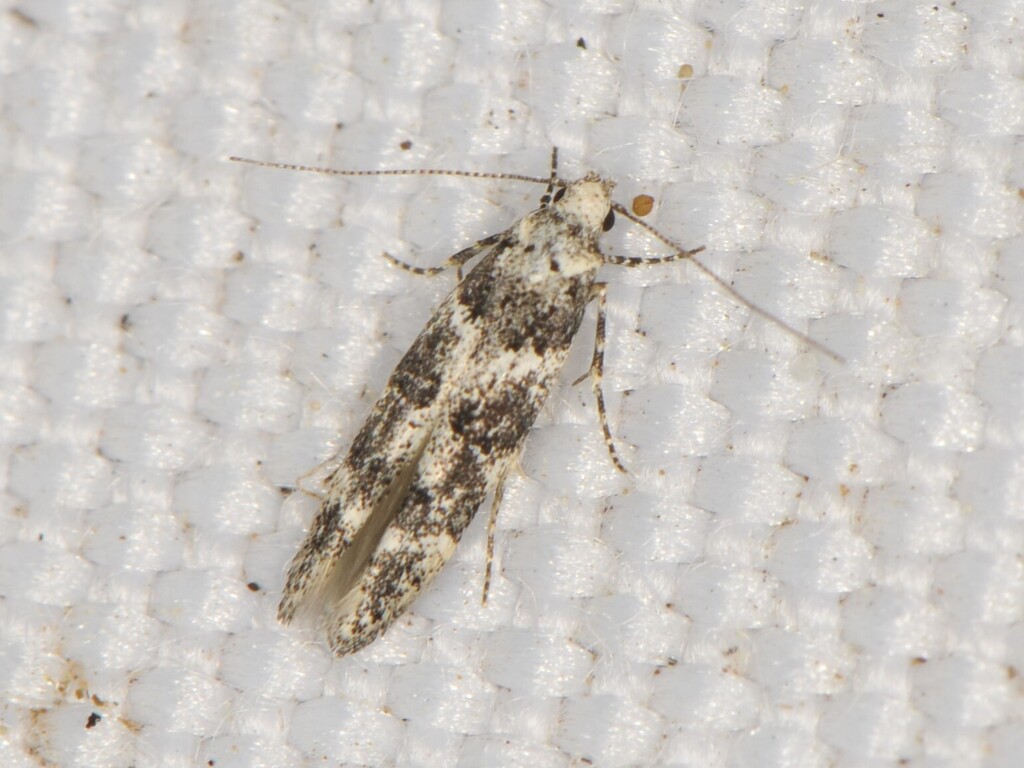 Coleotechnites edulicola