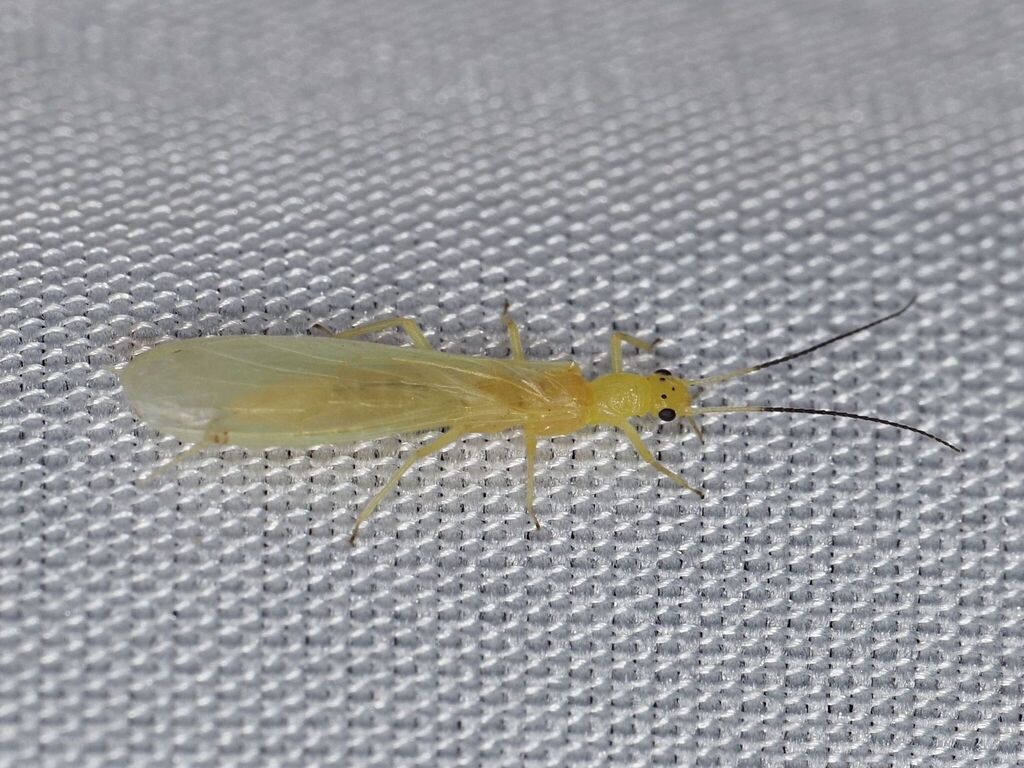 Lowland Small Yellow Sally