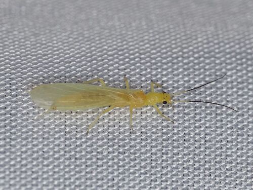 Lowland Small Yellow Sally