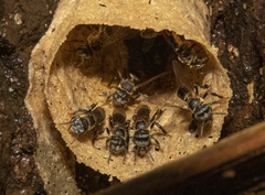 Lepidotrigona terminata