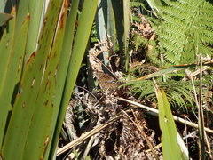 Poodytes punctatus punctatus