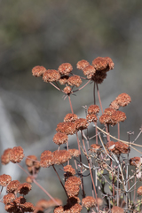 Eriogonum fasciculatum fasciculatum
