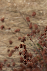 Eriogonum fasciculatum fasciculatum