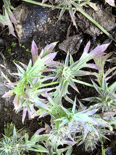 hierba del sapo (Eryngium nasturtiifolium)