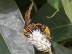 Delta pyriforme pyriforme