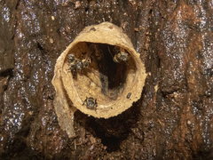 Lepidotrigona terminata