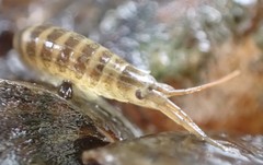 Amphipoda