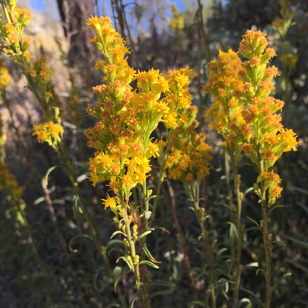 Guirado's goldenrod