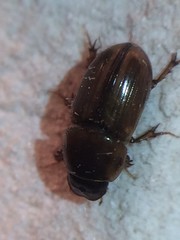 Labarrus cincticulus