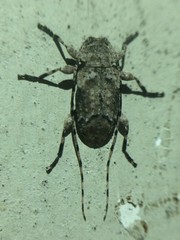 Sternidius mimeticus