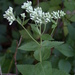 Roundleaf Thoroughwort - Photo (c) mhough, some rights reserved (CC BY-NC), uploaded by mhough