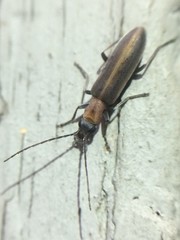 Oxycopis mimetica