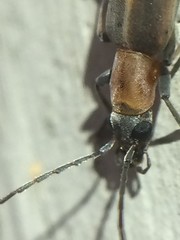 Oxycopis mimetica