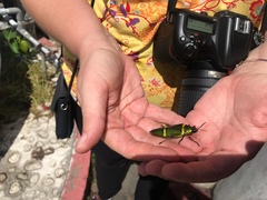 Chrysochroa viridisplendens