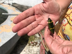 Chrysochroa viridisplendens