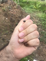 Duttaphrynus melanostictus