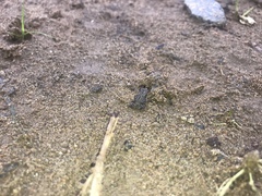 Duttaphrynus melanostictus