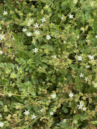 Horkelia cuneata