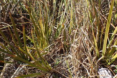 Libertia