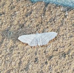 Idaea tacturata