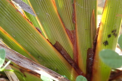 Libertia