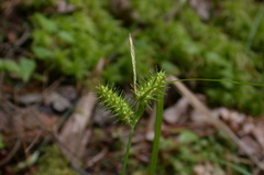 Carex baileyi