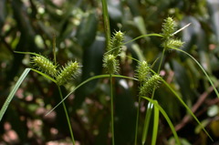 Carex baileyi