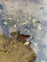 Potamogeton diversifolius