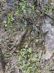 Potamogeton diversifolius