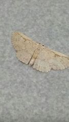 Perixera illepidaria