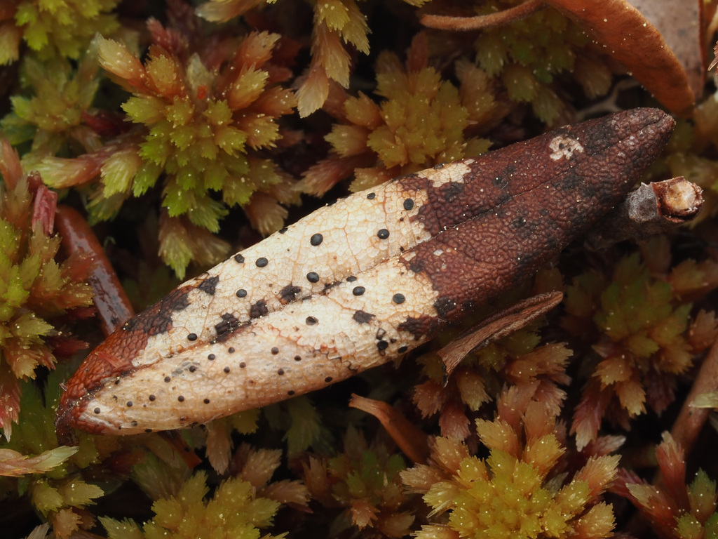 Lophodermium sphaerioides