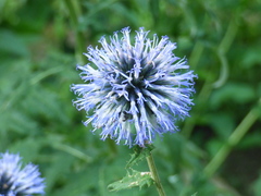 Echinops ritro
