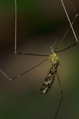 Discobola tessellata