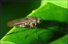 Tetrachaetus bipunctatus