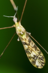 Discobola tessellata