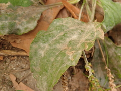 Podosphaera plantaginis