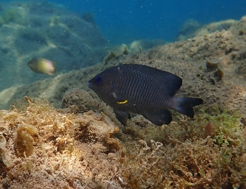 Photo of White-tailed Damselfish (Stegastes leucorus)