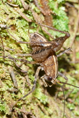 Pleioplectron hudsoni