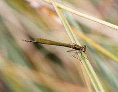 Austrocnemis splendida