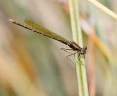 Austrocnemis splendida