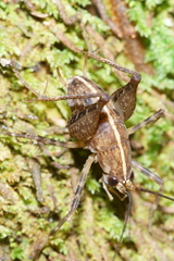 Pleioplectron hudsoni