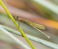 Austrocnemis splendida
