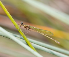 Austrocnemis splendida