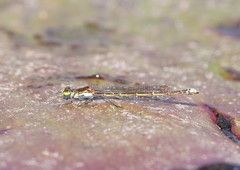 Austrocnemis splendida