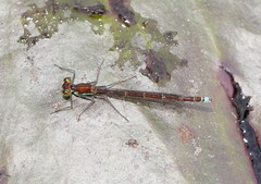 Austrocnemis splendida