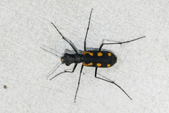 Cicindela tritoma