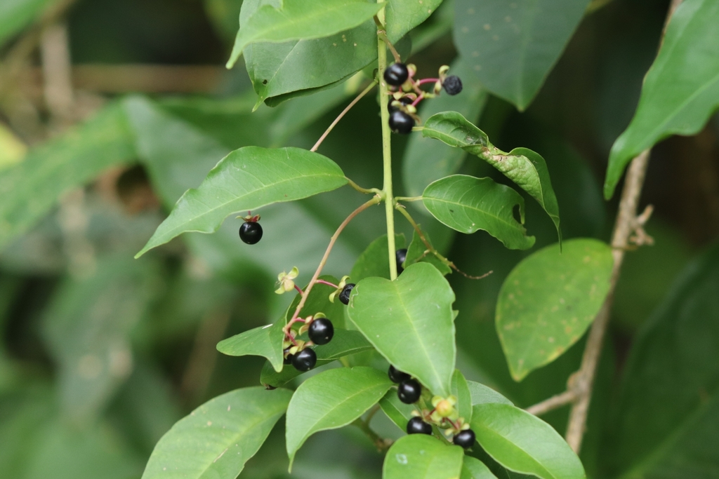 Trichostigma octandrum Hoopvine