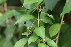 Wild coffee (Trichostigma octandrum)